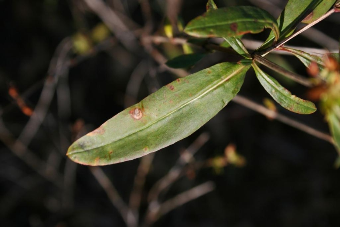 Hypericum prolificum L. (shrubby St. John’s wort), leaves, upper surface