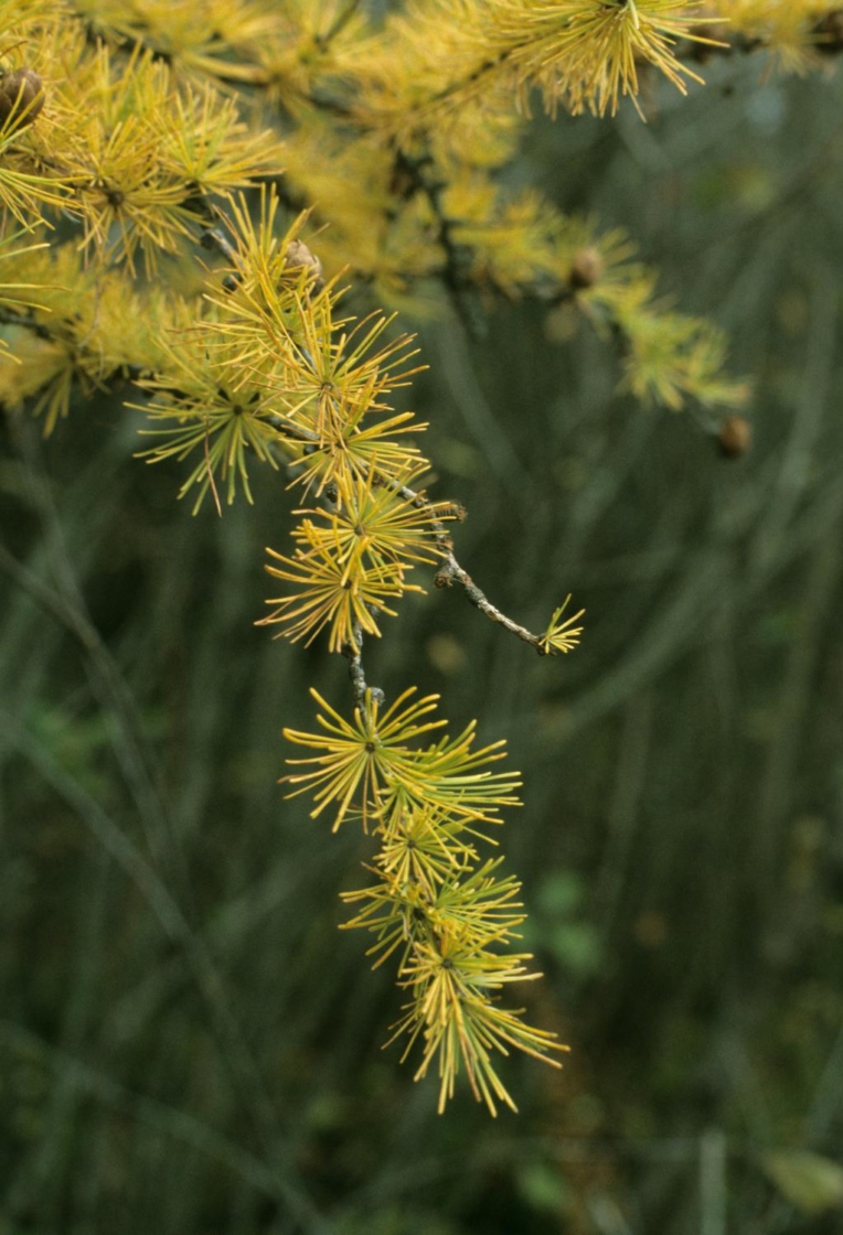 Larix laricina (Tamarack), leaf, fall