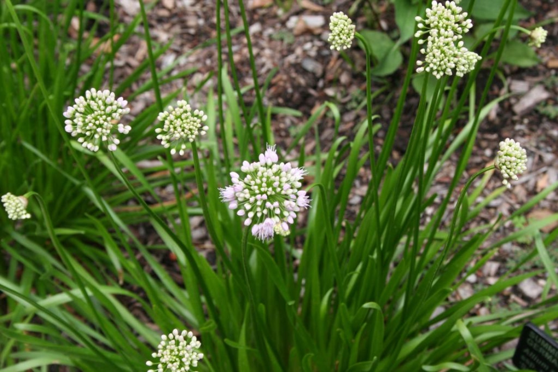 Allium senescens ssp. montanum ‘Summer Beauty’ (Summer Beauty German garlic), flowers