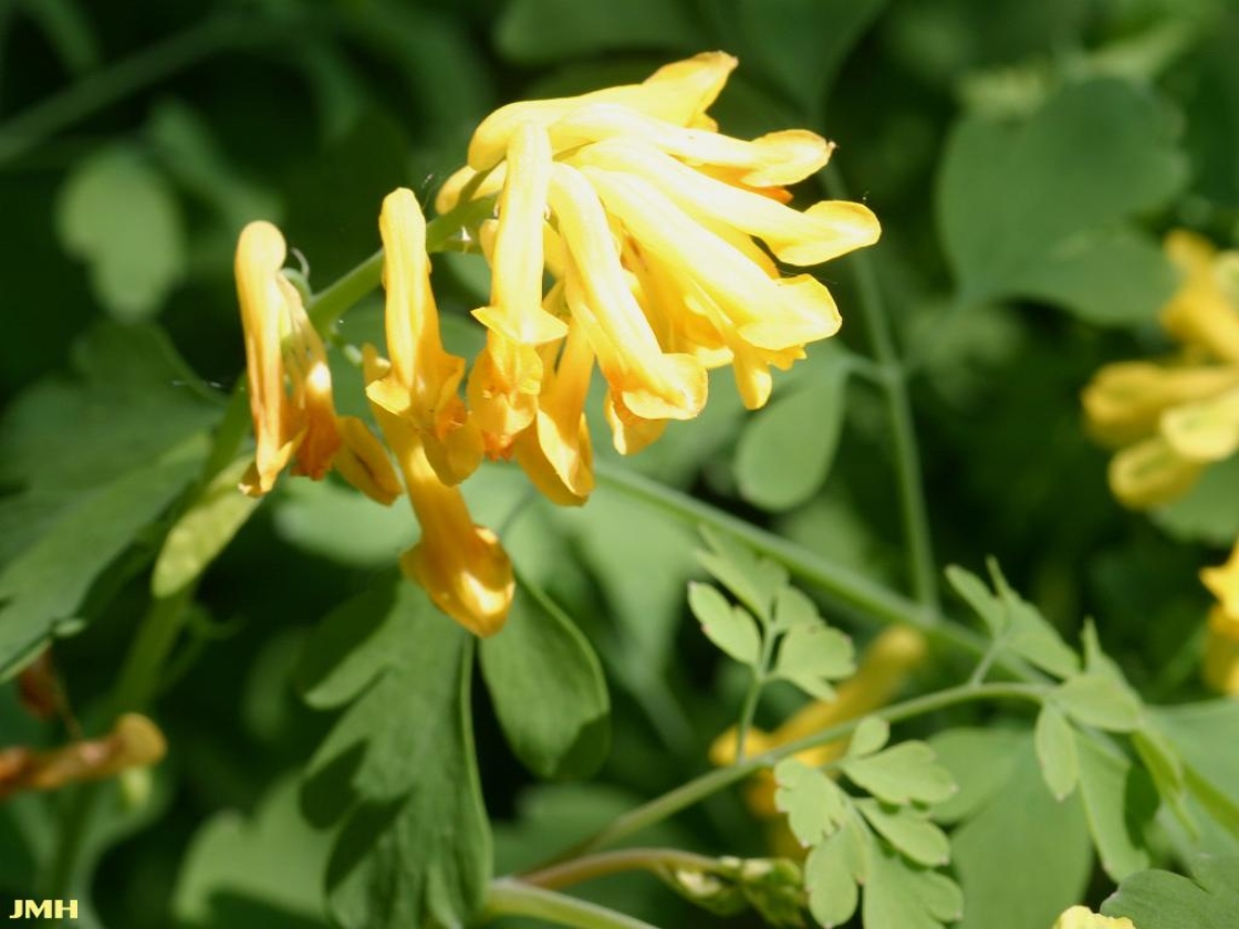 Yellow Corydalis | The Morton Arboretum