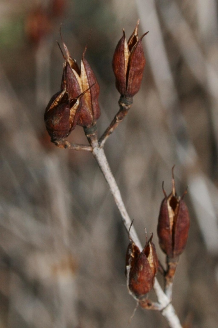 Hypericum prolificum L. (shrubby St. John’s wort), fruit, mature