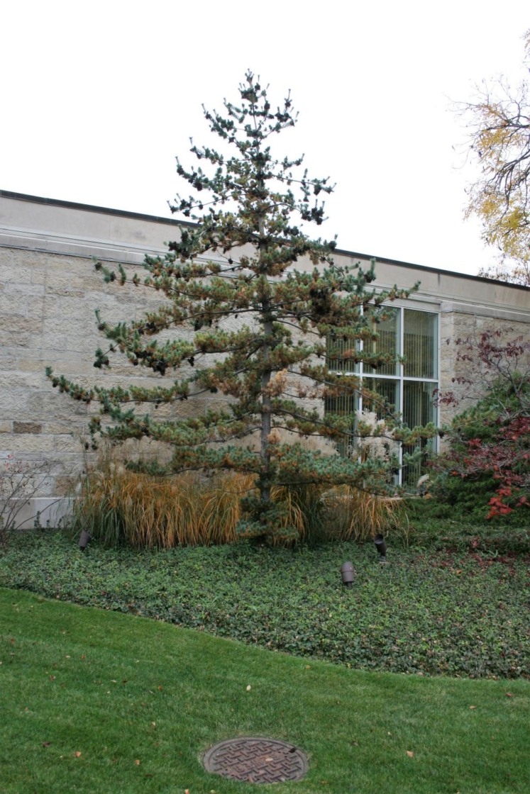 Pinus Parviflora Negishi Japanese White Pine