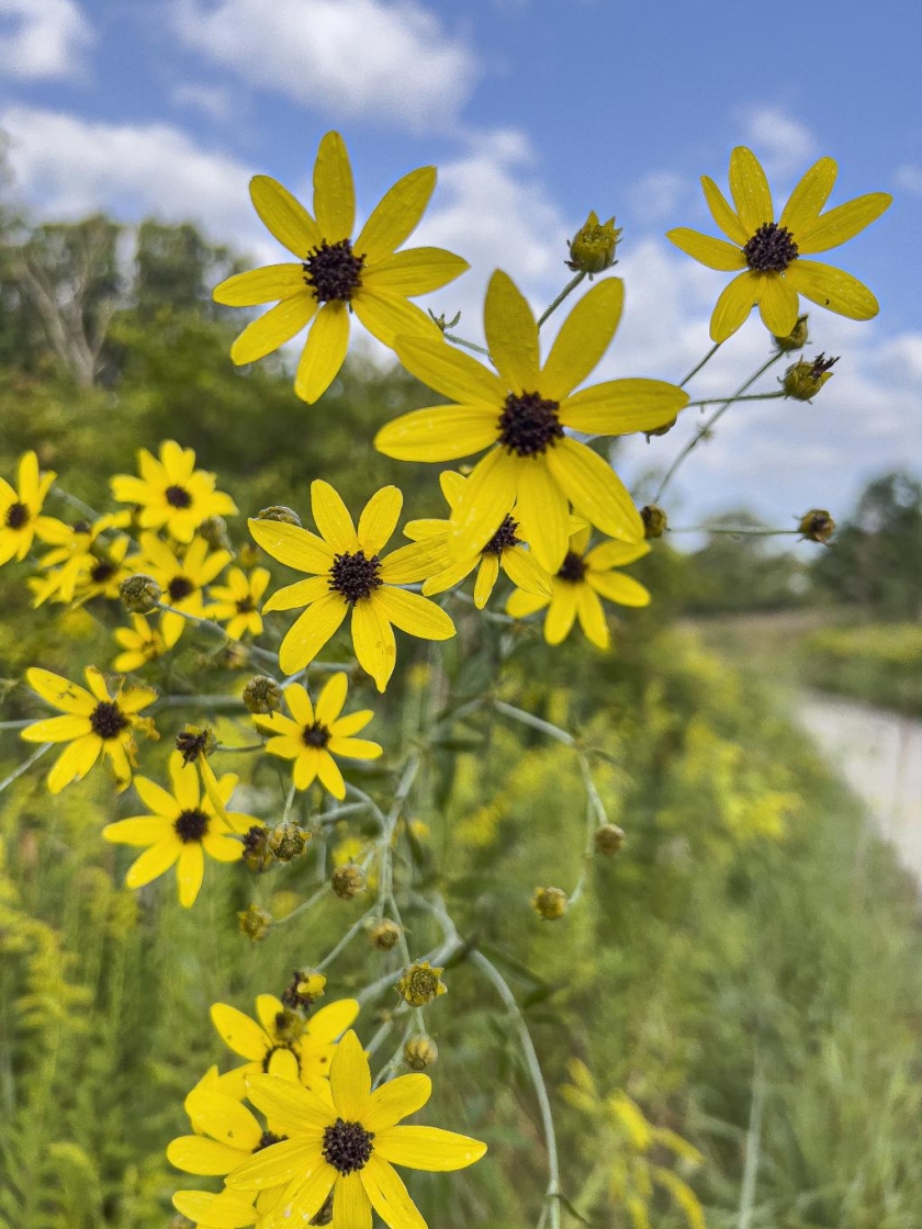 Coreopsis tripteris L. (tall coreopsis), flower