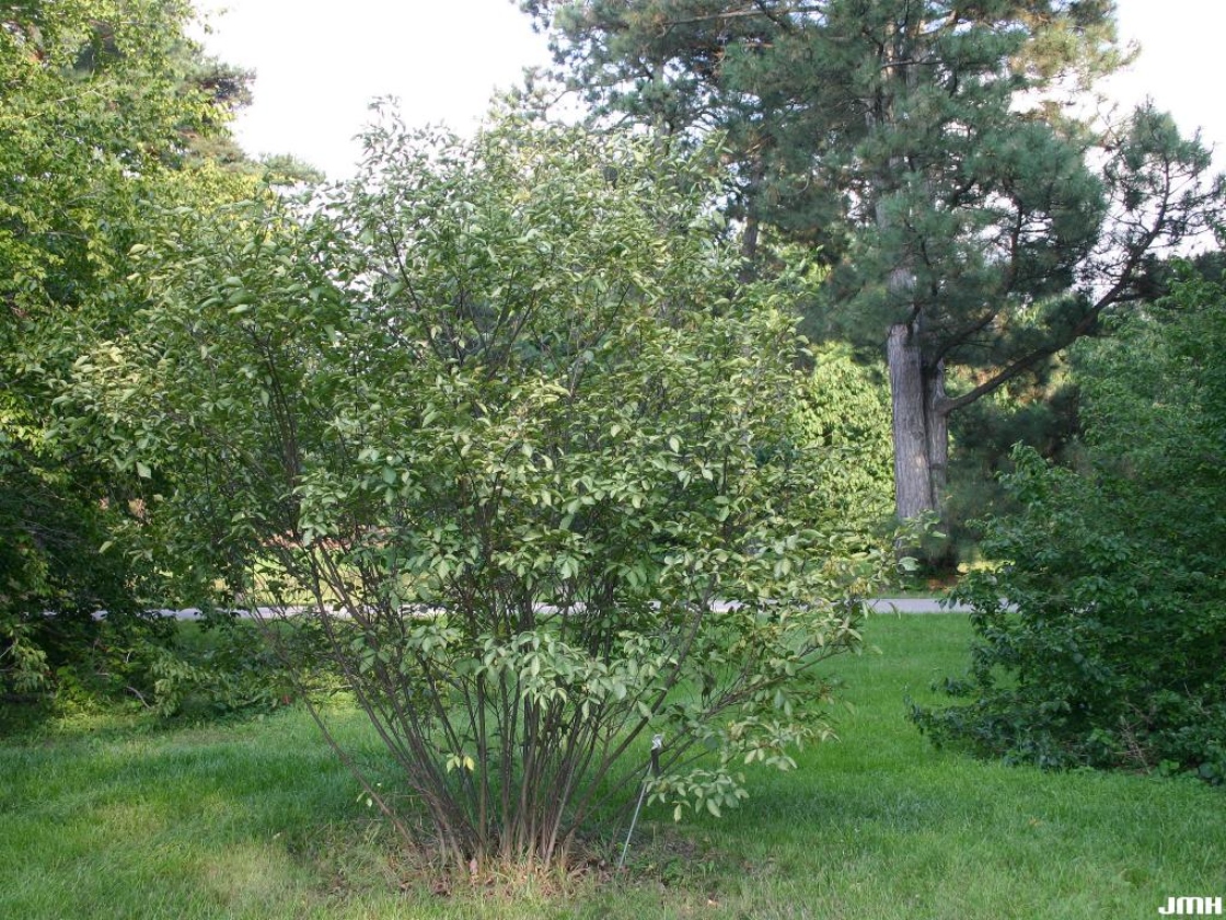 Ptelea trifoliata L. (wafer-ash), growth habit, tree form