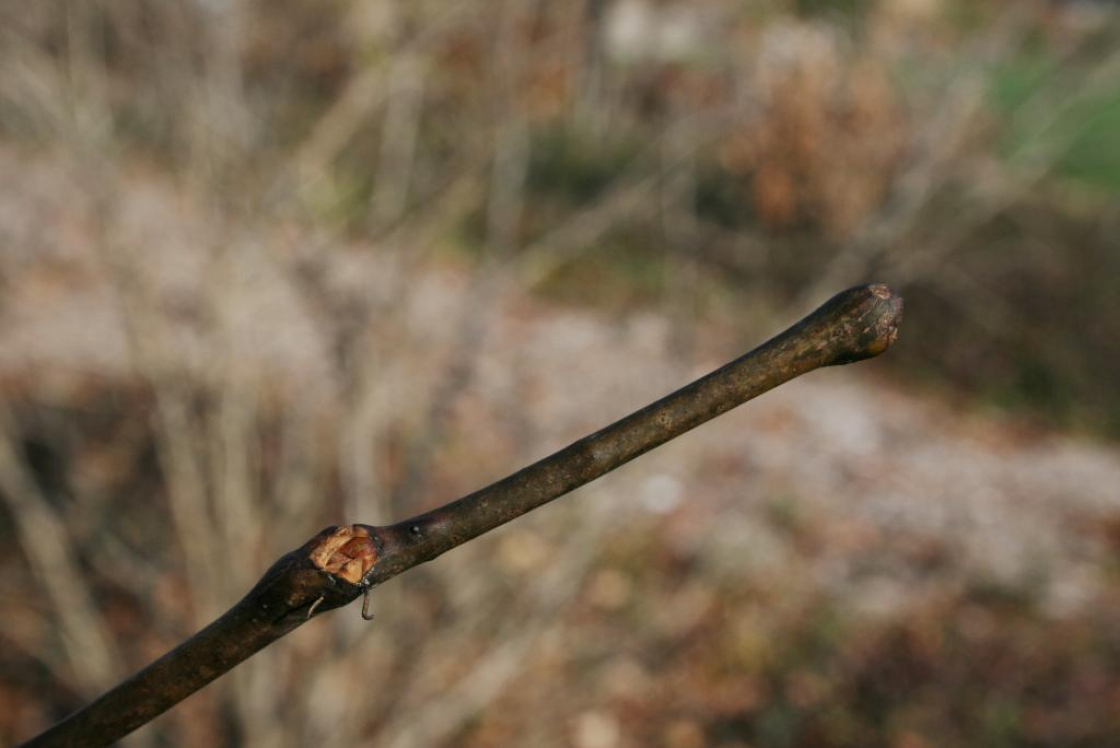 Gleditsia triacanthos inermis (Thornless Honey-locust), bud, lateral, terminal