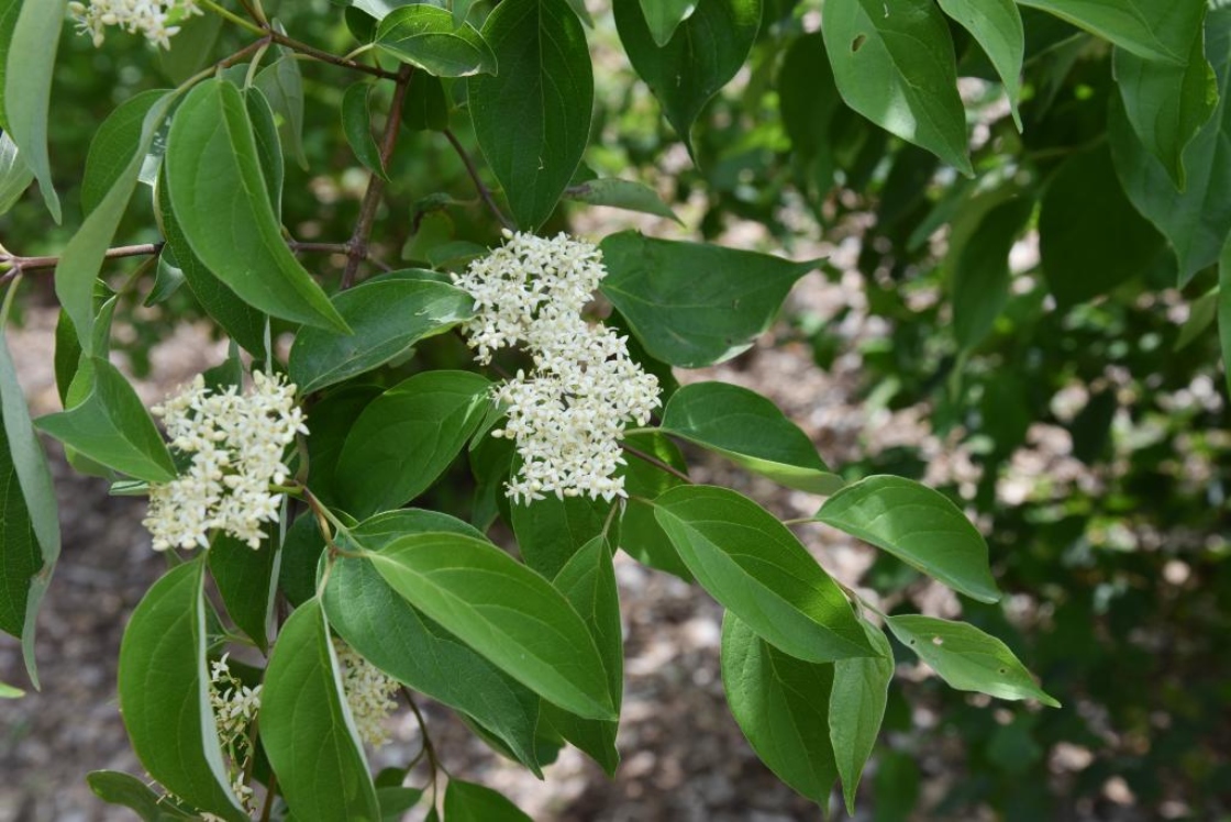 Cornus sanguinea (Blood-twigged Dogwood), inflorescence