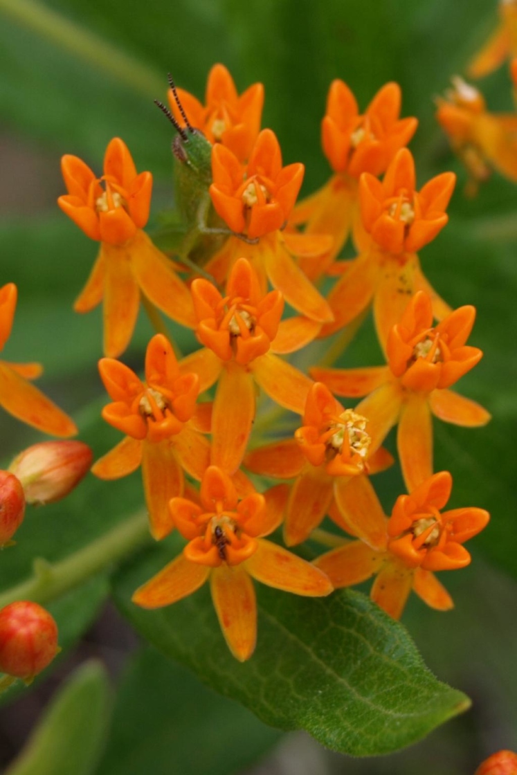 Asclepias tuberosa (Butterfly Milkweed), flower, full
