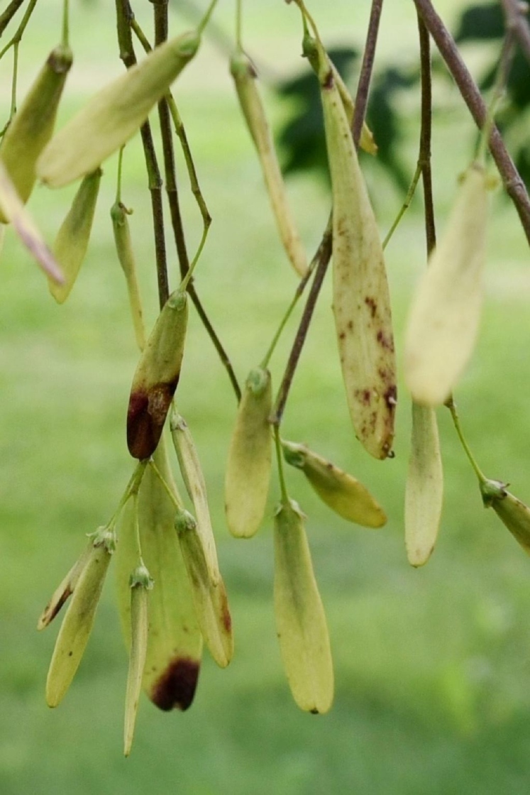 Fraxinus tomentosa (Pumpkin Ash), fruit, immature