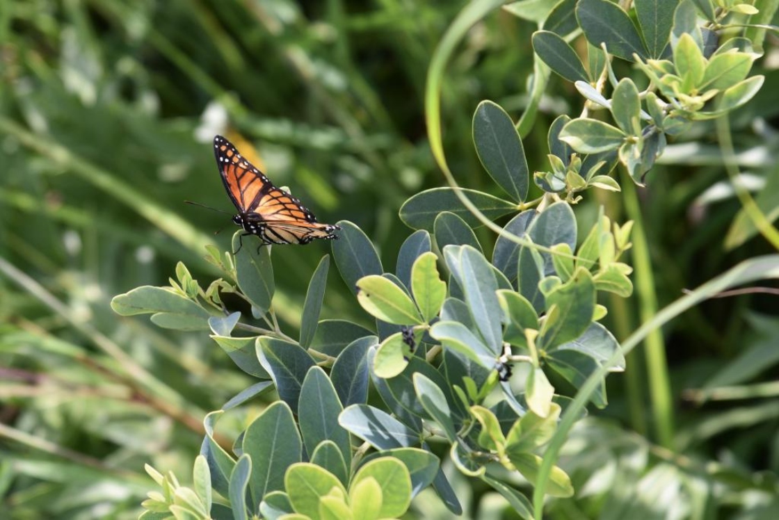 Baptisia alba var. macrophylla (White Wild Indigo), leaf, summer