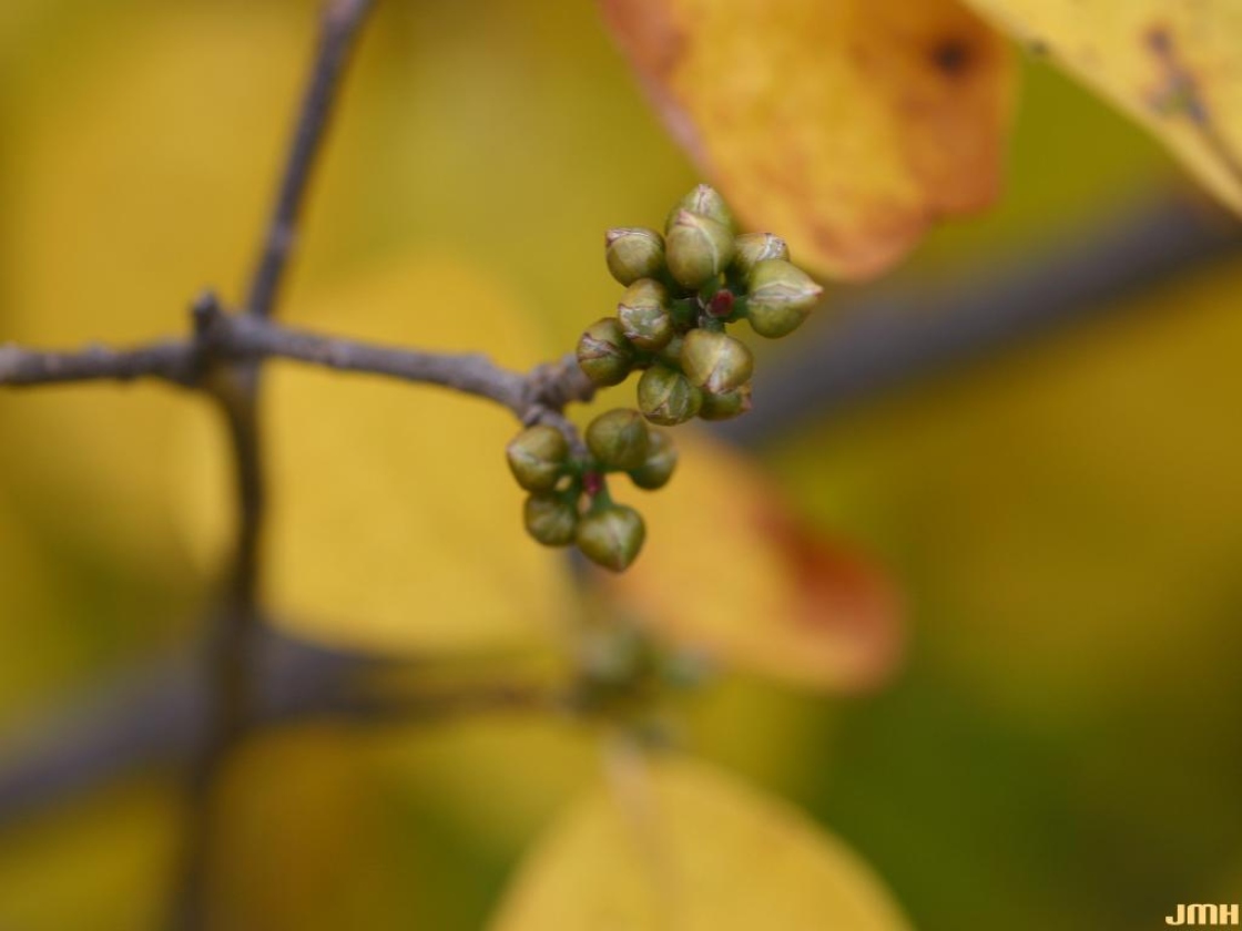 Lindera benzoin (L.) Blume (spicebush), buds