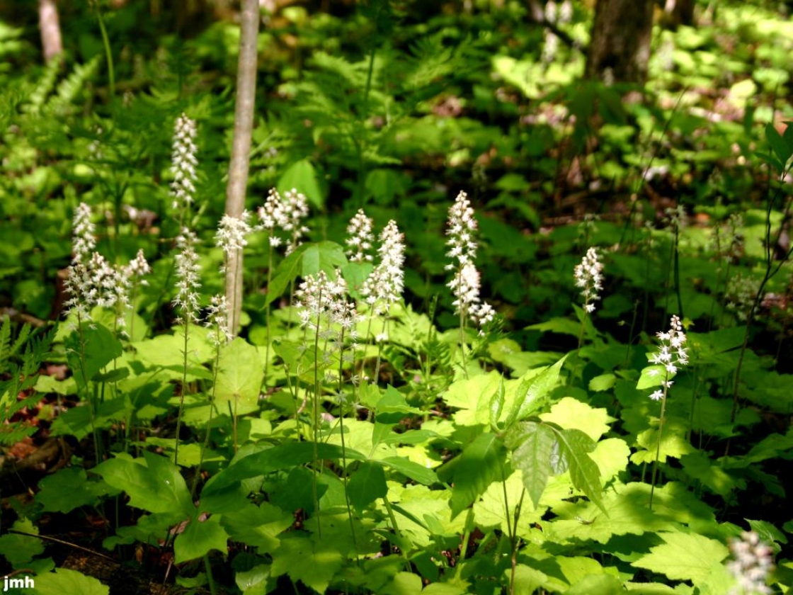 Tiarella cordifolia L. (heart-leaved foamflower), growth habit