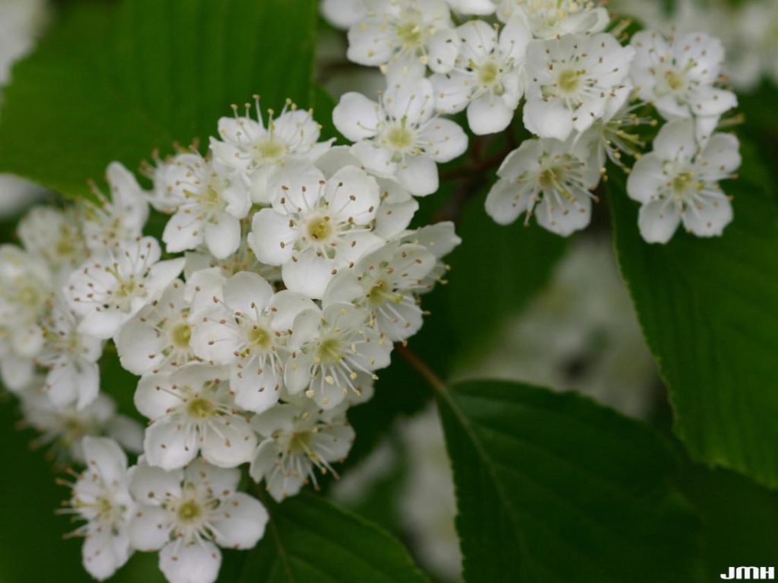 Sorbus alnifolia (Sieb. & Zucc.) K. Koch (Korean mountain-ash), close-up of flowers