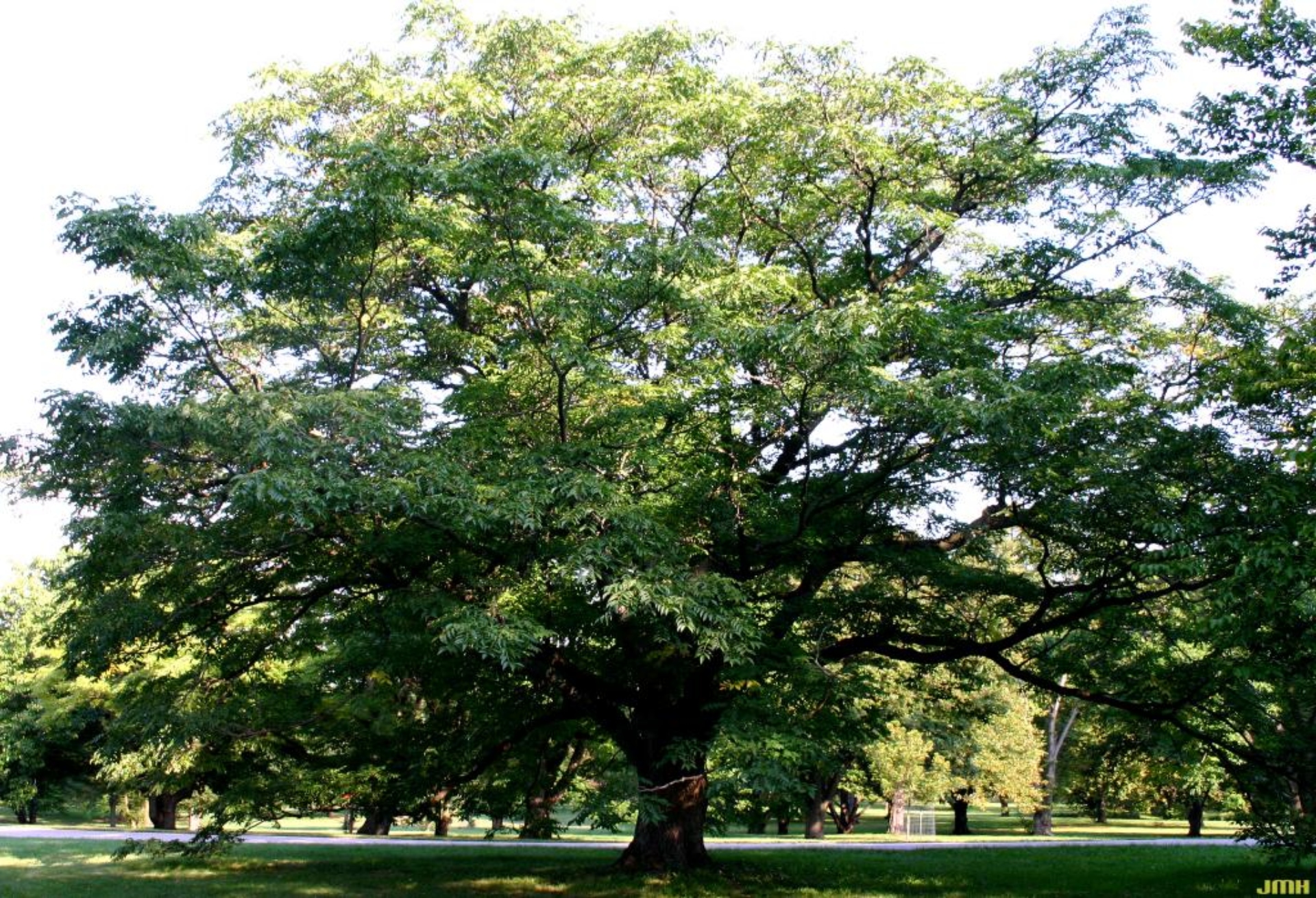 Amur corktree (male only) | The Morton Arboretum