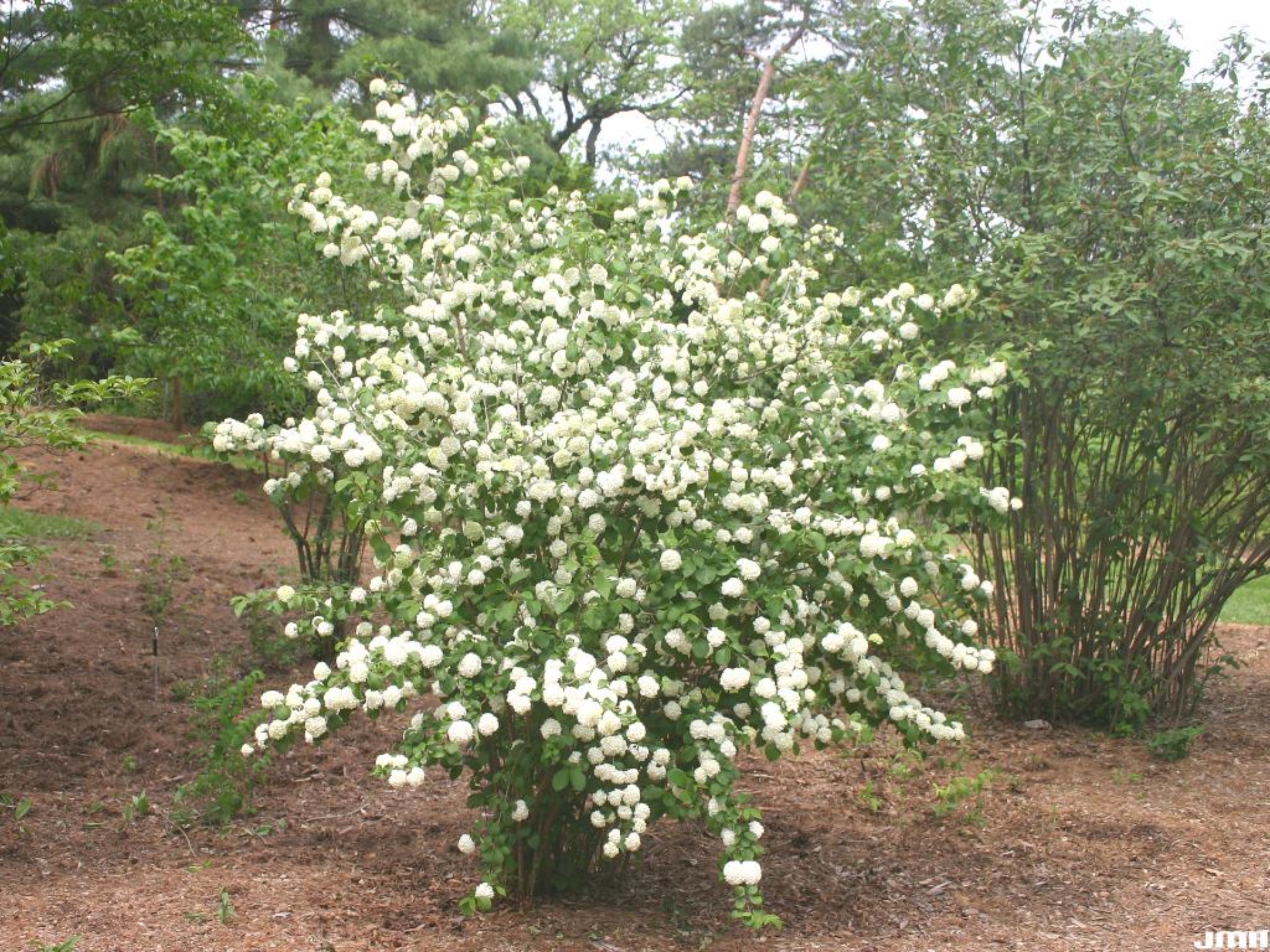 Image of Viburnum plicatum tomentosum summer snowflake in a prairie setting