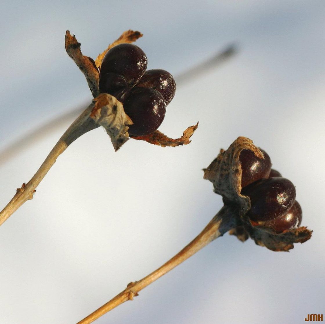 Rhodotypos scandens (Thunb.) Mak. (jetbead), fruits