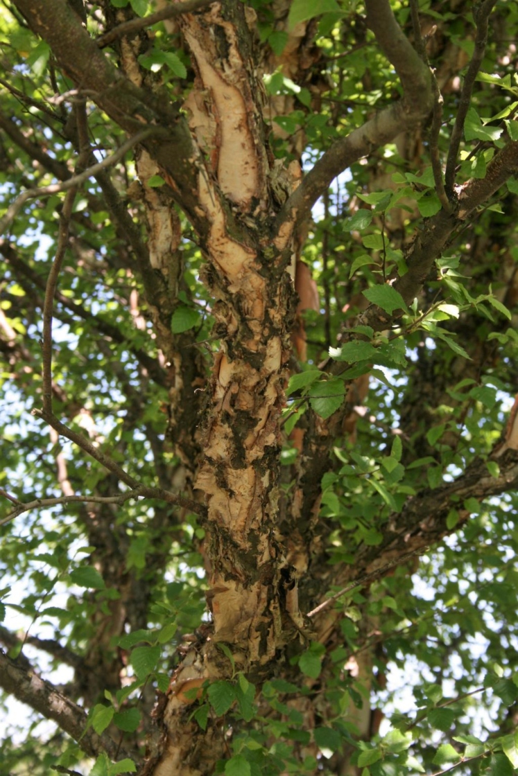 Fox Valley® River Birch | The Morton Arboretum