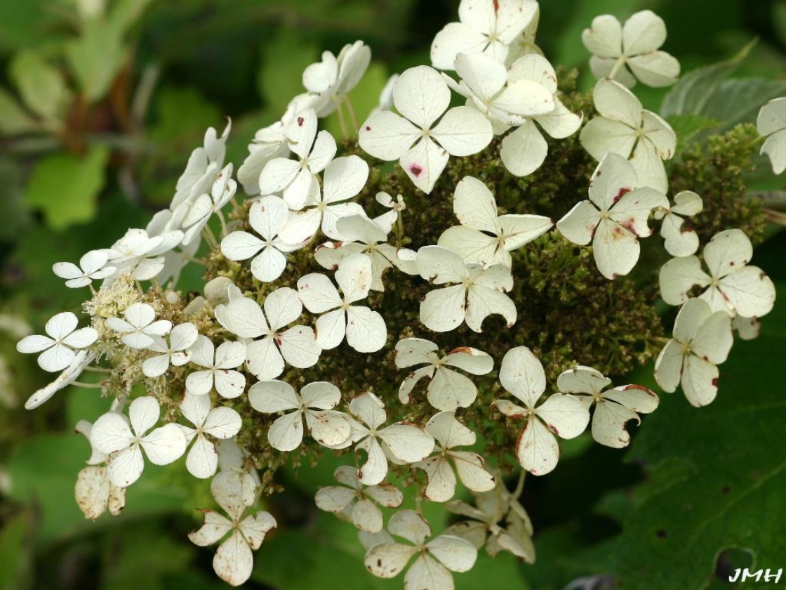 Hydrangea quercifolia W. Bartram (oak-leaved hydrangea), close-up of flowers