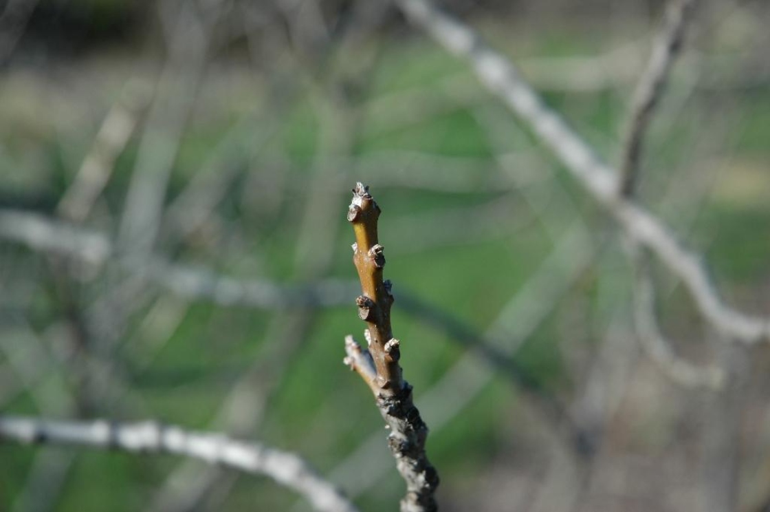 Chionanthus retusus Lindl. & Paxt. (Chinese fringe tree), buds, terminal