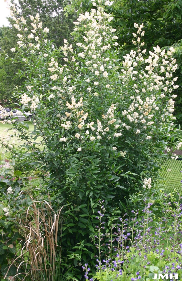 Ligustrum vulgare L. (European privet), growth habit, shrub form