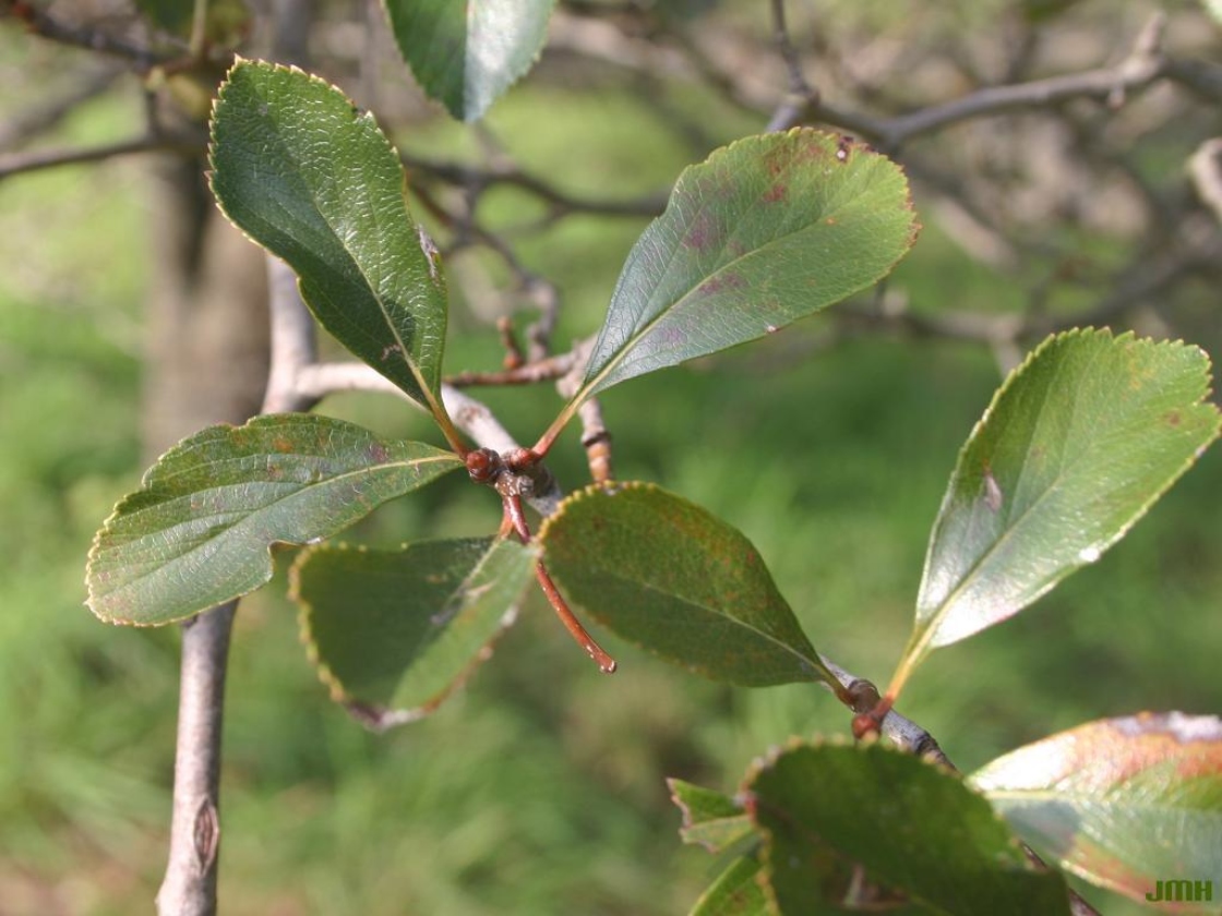 Crataegus crus-galli L. (cockspur hawthorn), leaves