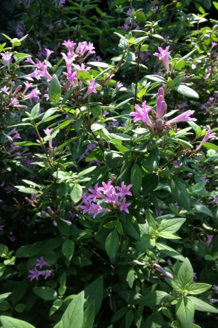 Leptodermis oblonga Bge. (Chinese leptodermis), flowers, full