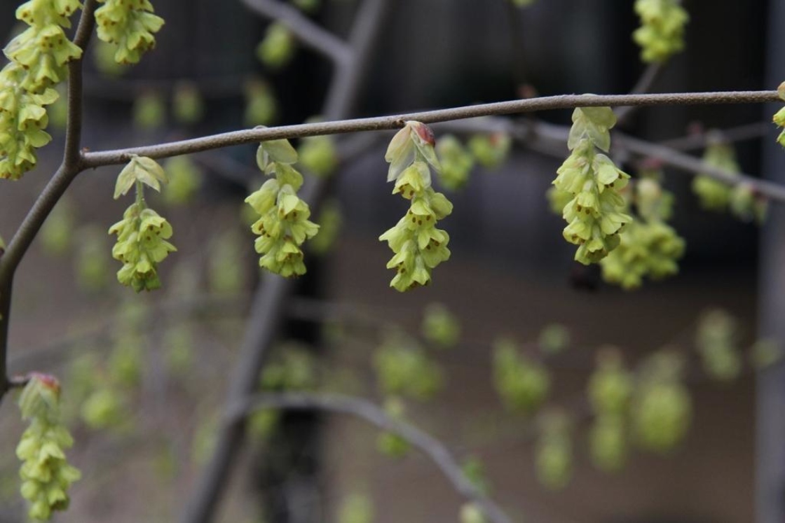Corylopsis spicata Siebold & Zucc. (spiked winter-hazel), inflorescence