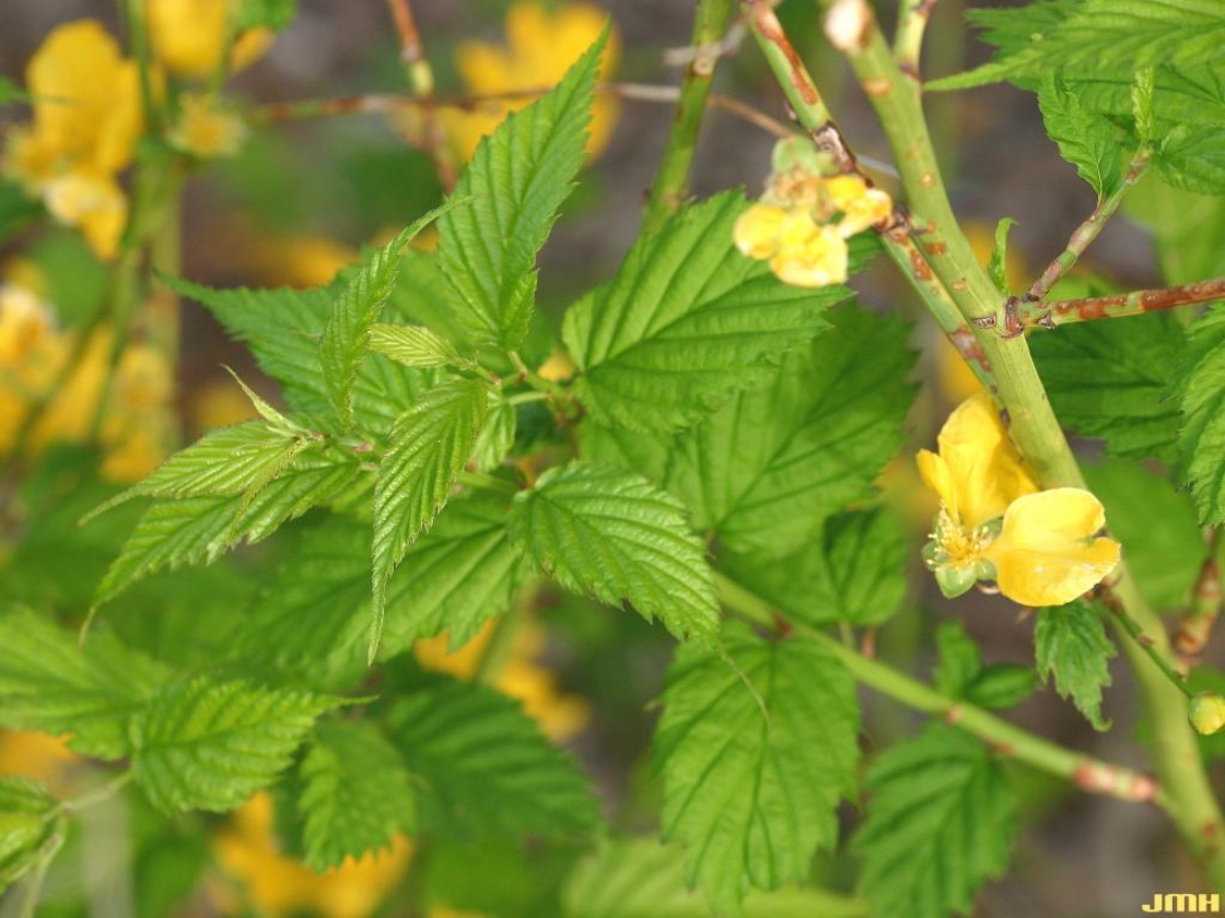 Kerria japonica ‘Golden Guinea’ (Golden Guinea Japanese kerria), leaves