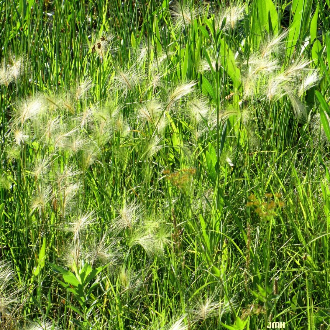 Hordeum jubatum L (foxtail barley), leaves, inflorescence
