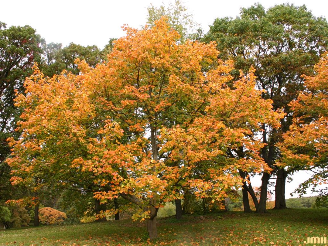 Black Maple The Morton Arboretum   46158 Ca Object Representations Media 45119 Large 1120x840 C Default 