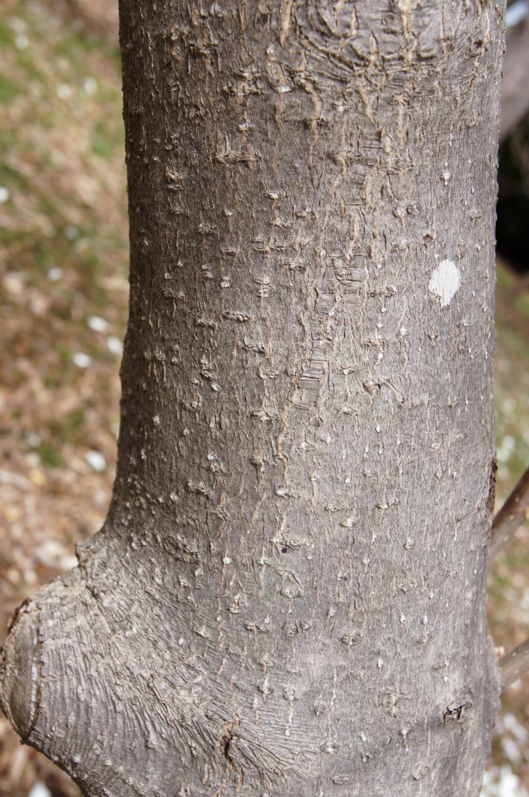 Magnolia tripetala (Umbrella Magnolia), bark, mature