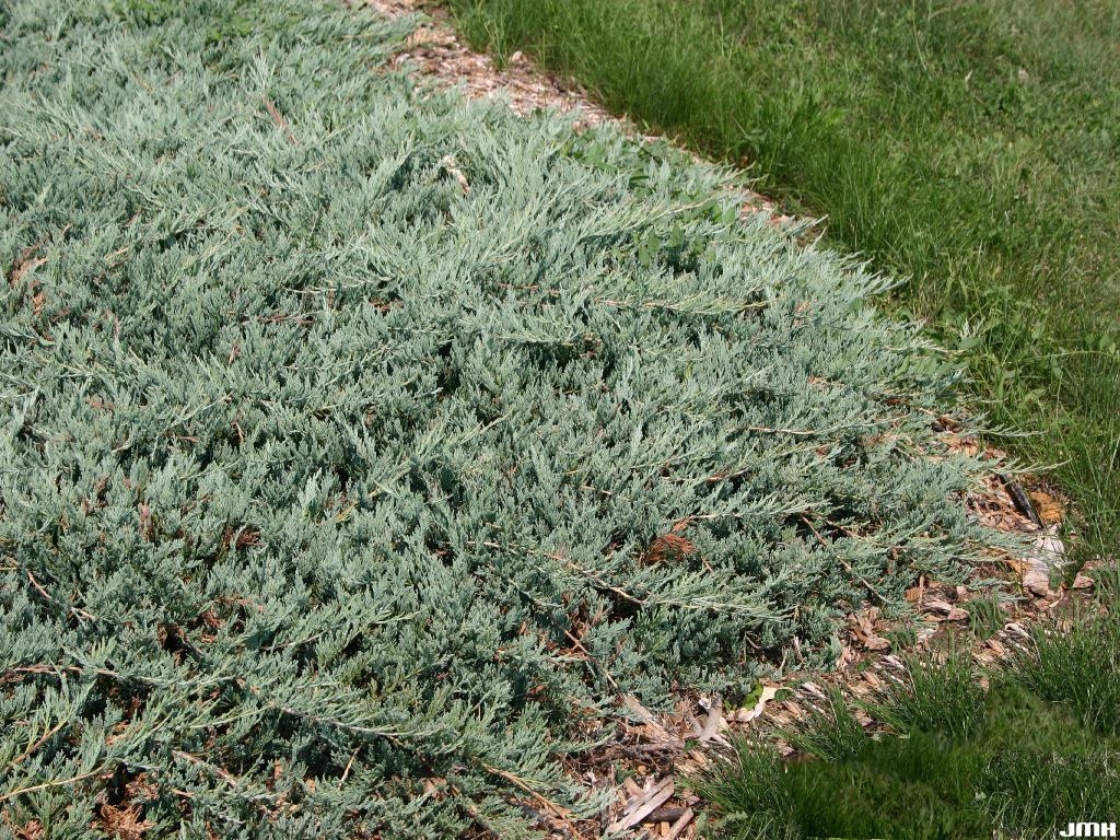 Juniperus horizontalis ‘Hughes’ (Hughes trailing juniper), growth habit, spreading evergreen form