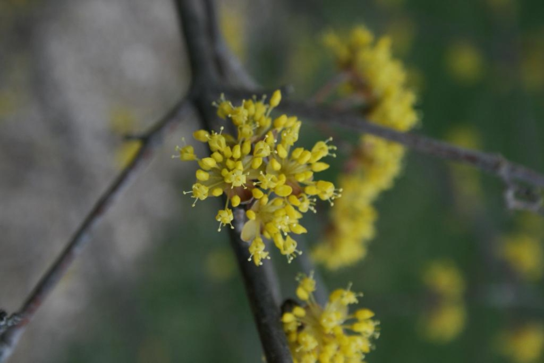 Cornus officinalis (Japanese Cornel), inflorescence