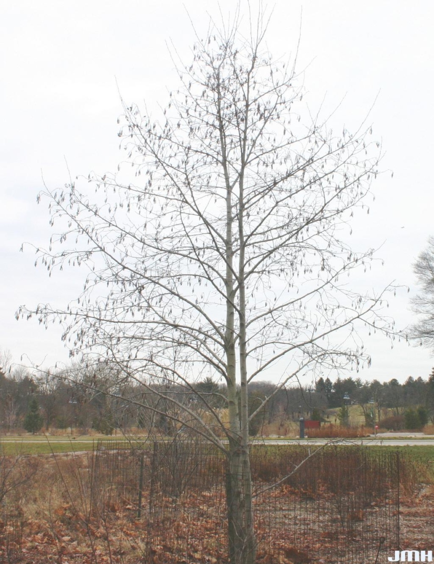 Alnus incana (L.) Moench. (European white alder), habit