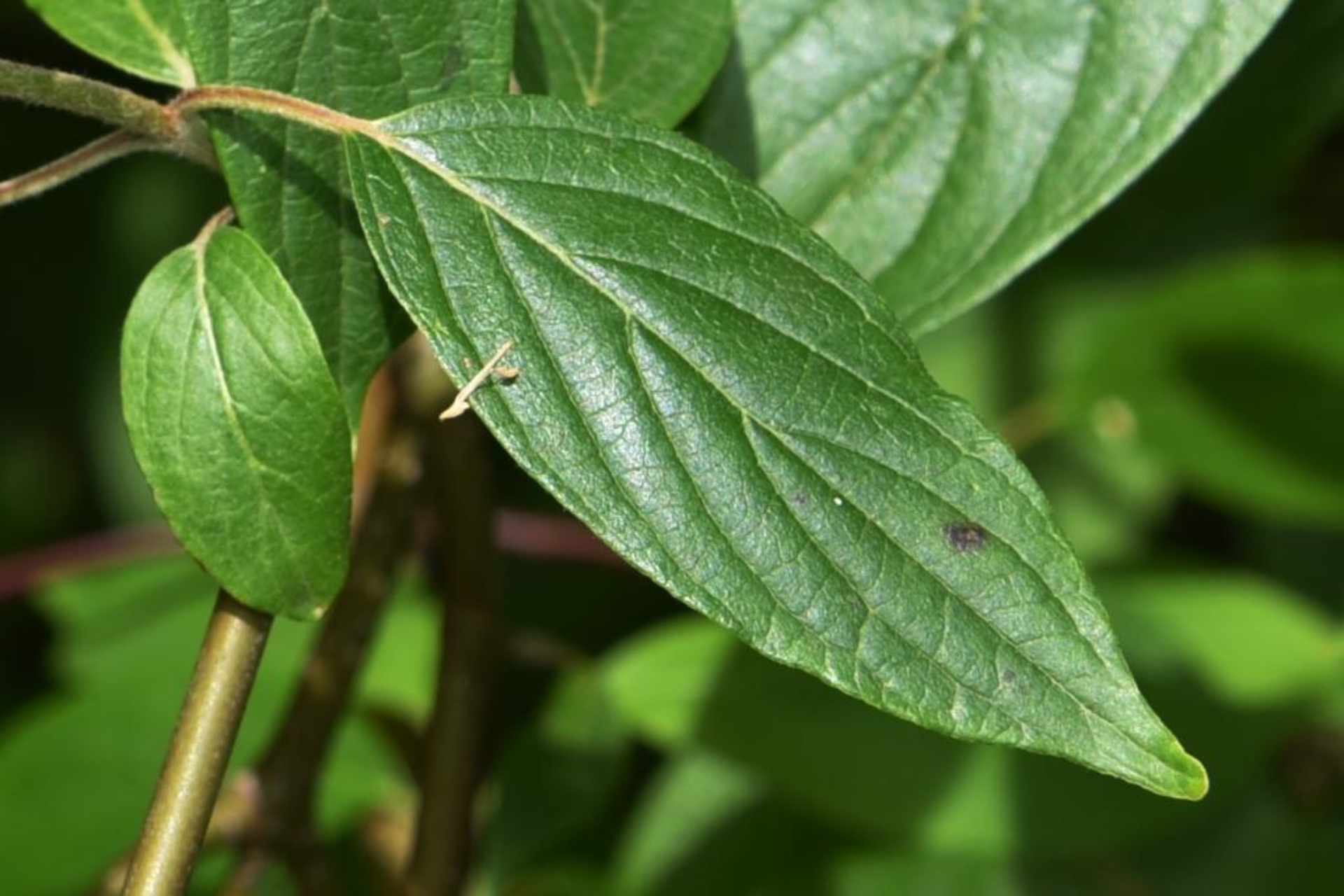 Silky dogwood The Morton Arboretum