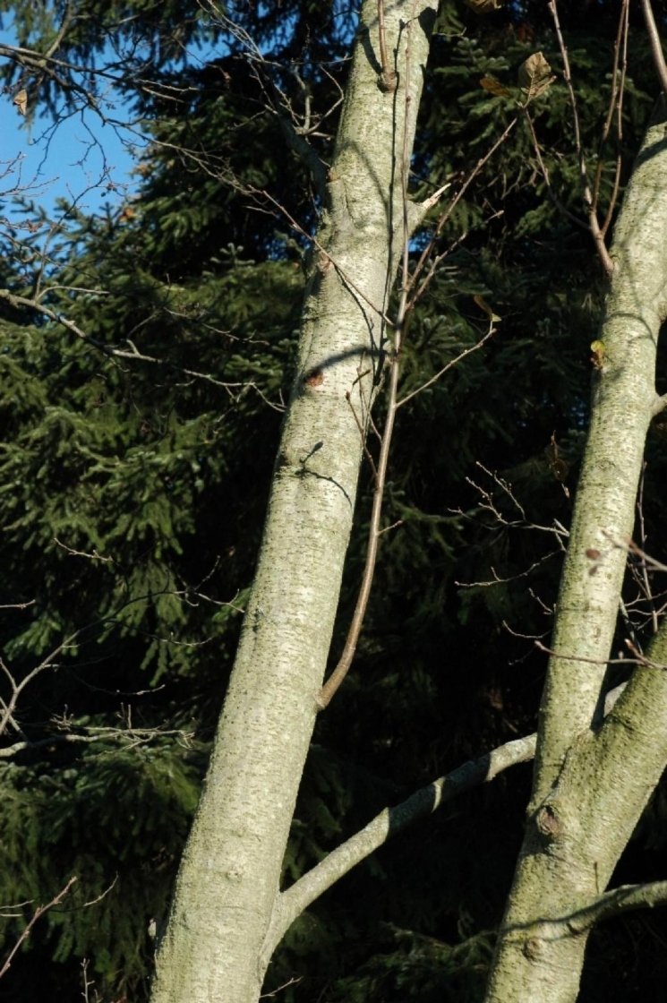 Alnus incana (L.) Moench. (European white alder), bark, mature