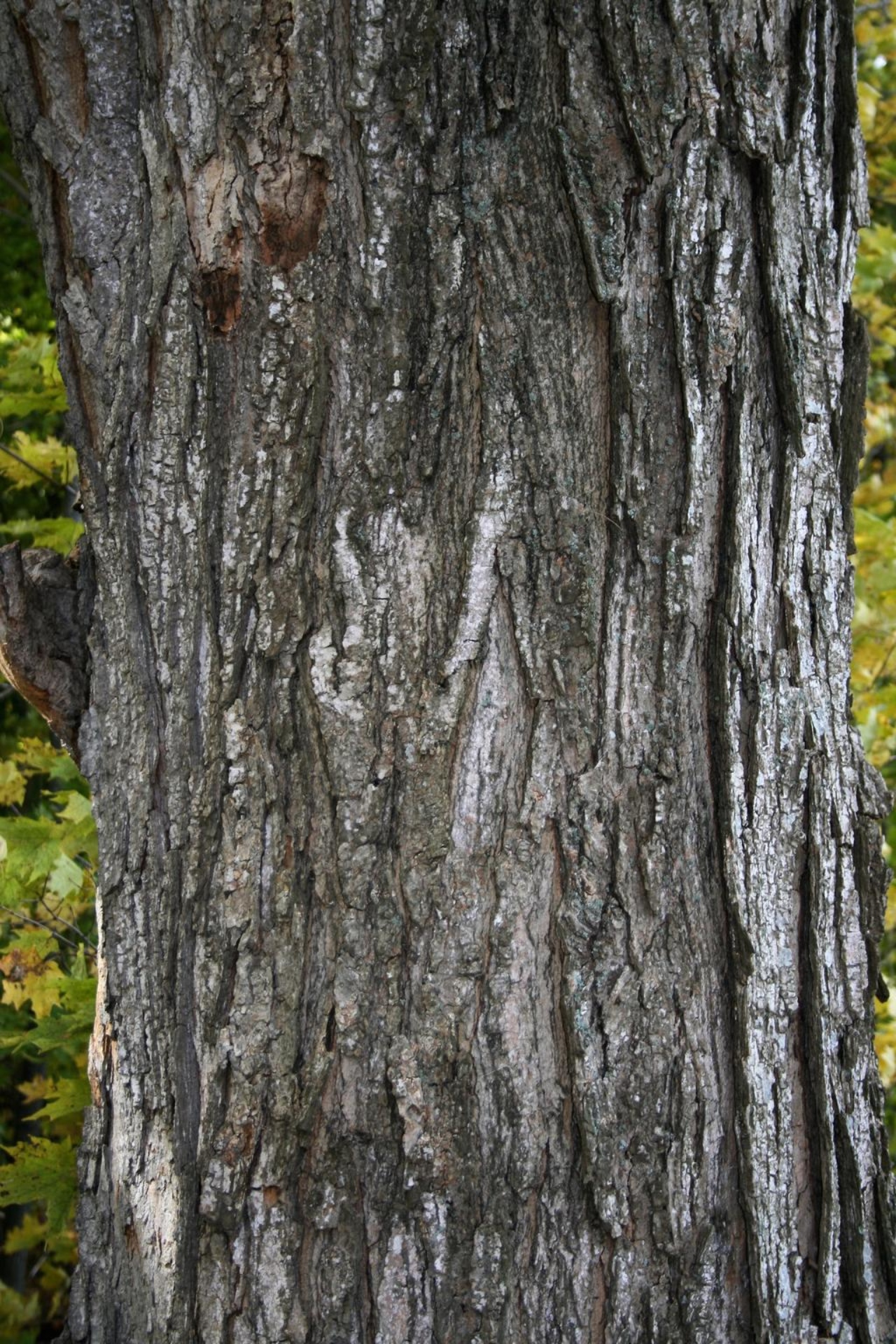 Sugar maple | The Morton Arboretum