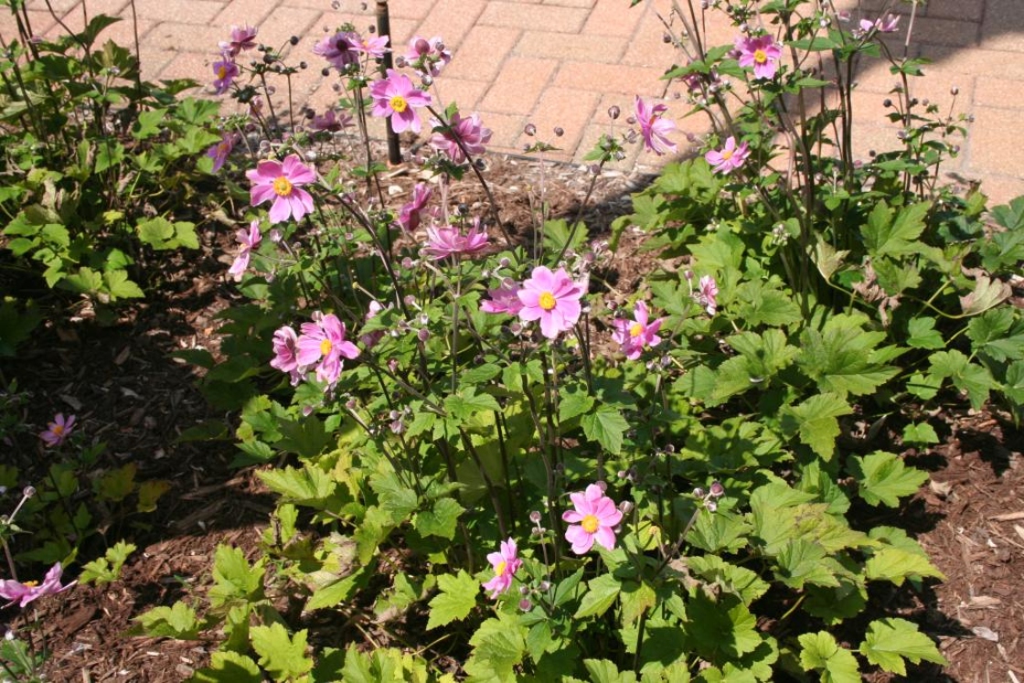 Anemone tomentosa ‘Robustissima’ (Robust wooly anemone), habit