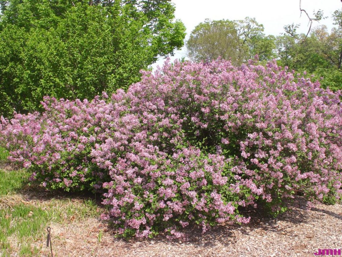 Syringa meyeri ‘Palibin’ (Palibin lilac), growth habit, shrub form