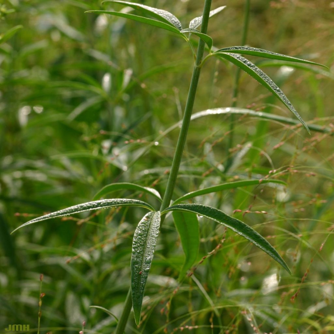 Tall coreopsis | The Morton Arboretum