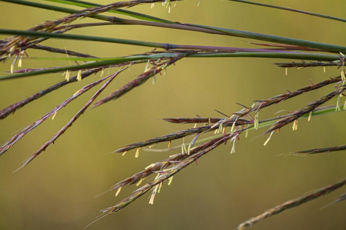 Andropogon gerardii Vitman (big bluestem), flower
