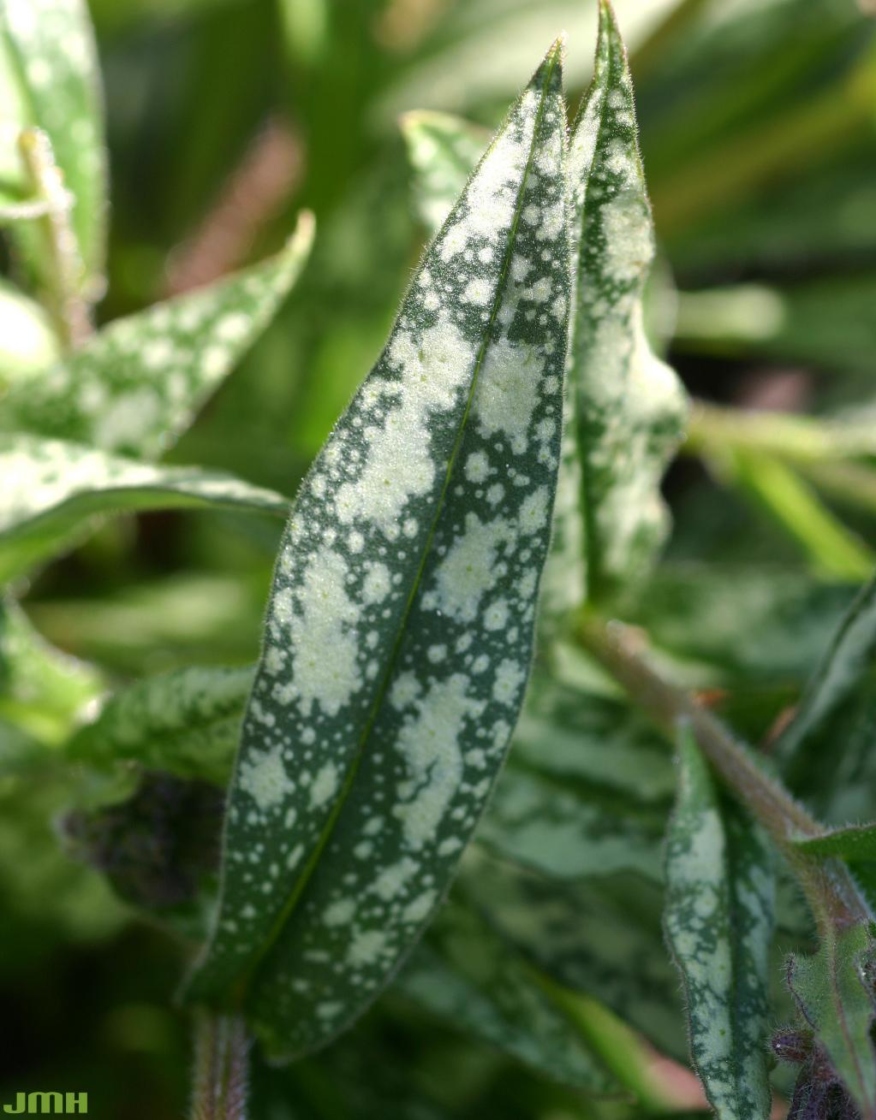Pulmonaria longifolia var. cevennensis (long-leaved lungwort), leaf