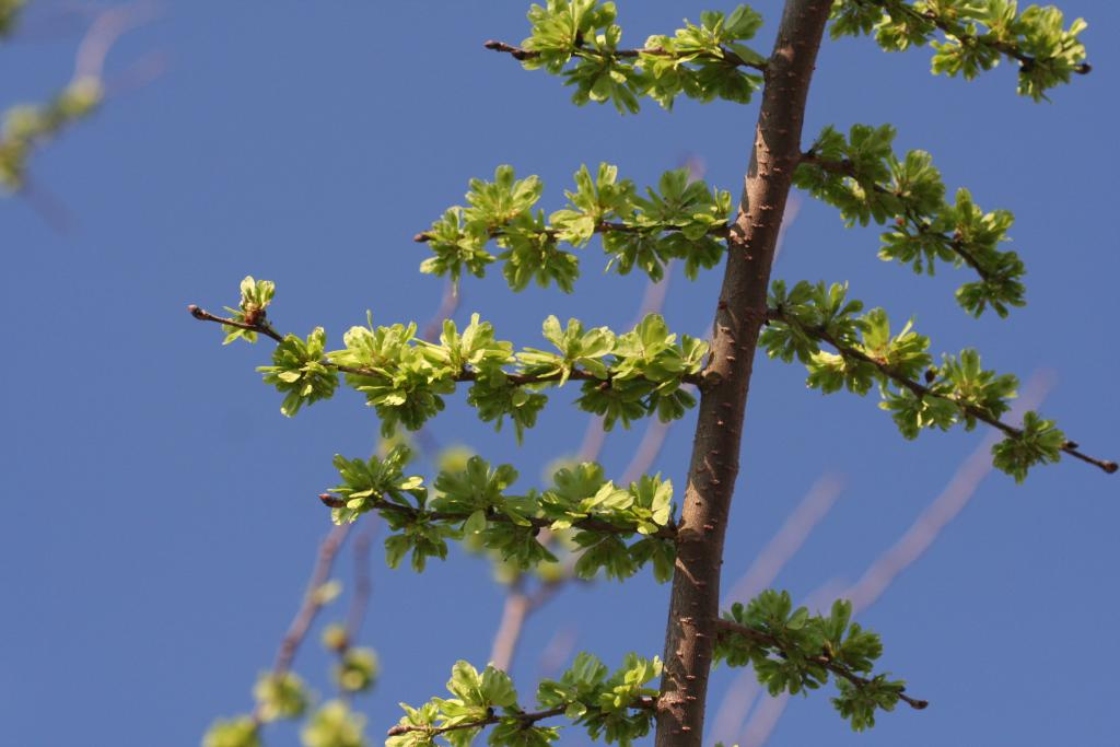 Ulmus 'Morton Red Tip' (DANADA CHARM ™), stems and fruit