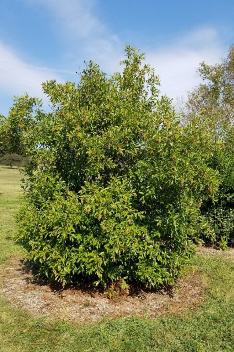 Alnus maritima (Seaside Alder), habit, fall