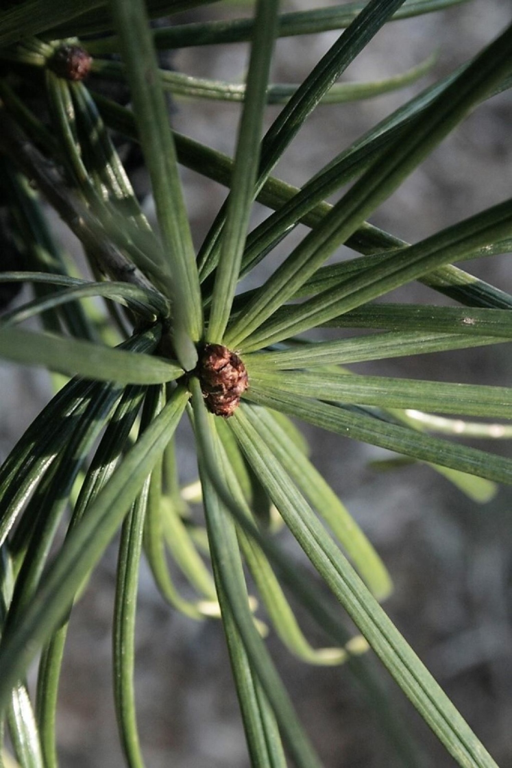 Japanese umbrellapine The Morton Arboretum