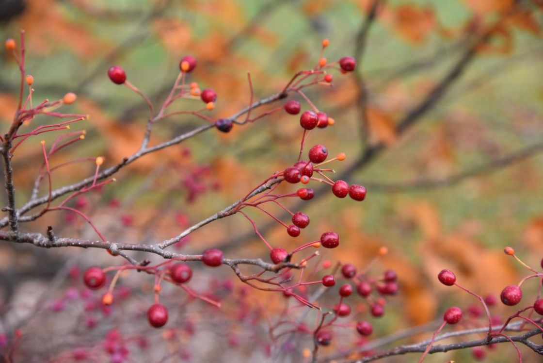 Sorbus alnifolia (Korean Mountain-ash), fruit, mature