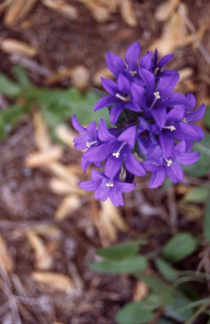 Campanula glomerata ‘Joan Elliott’ (Joan Elliott clustered bellflower), flowers