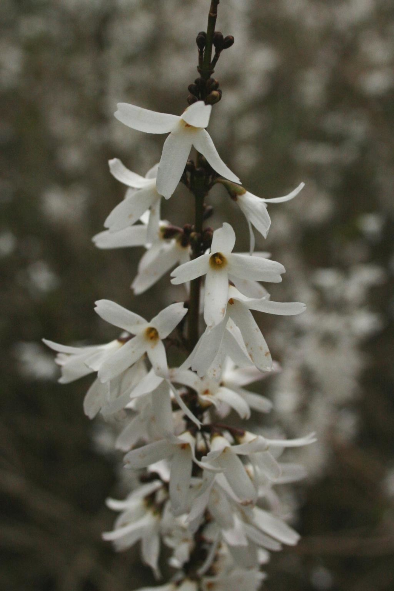 WHITE FORSYTHIA Abeliophyllum Disticum Shrub White Flowers 18-24in POTTED Hardy 