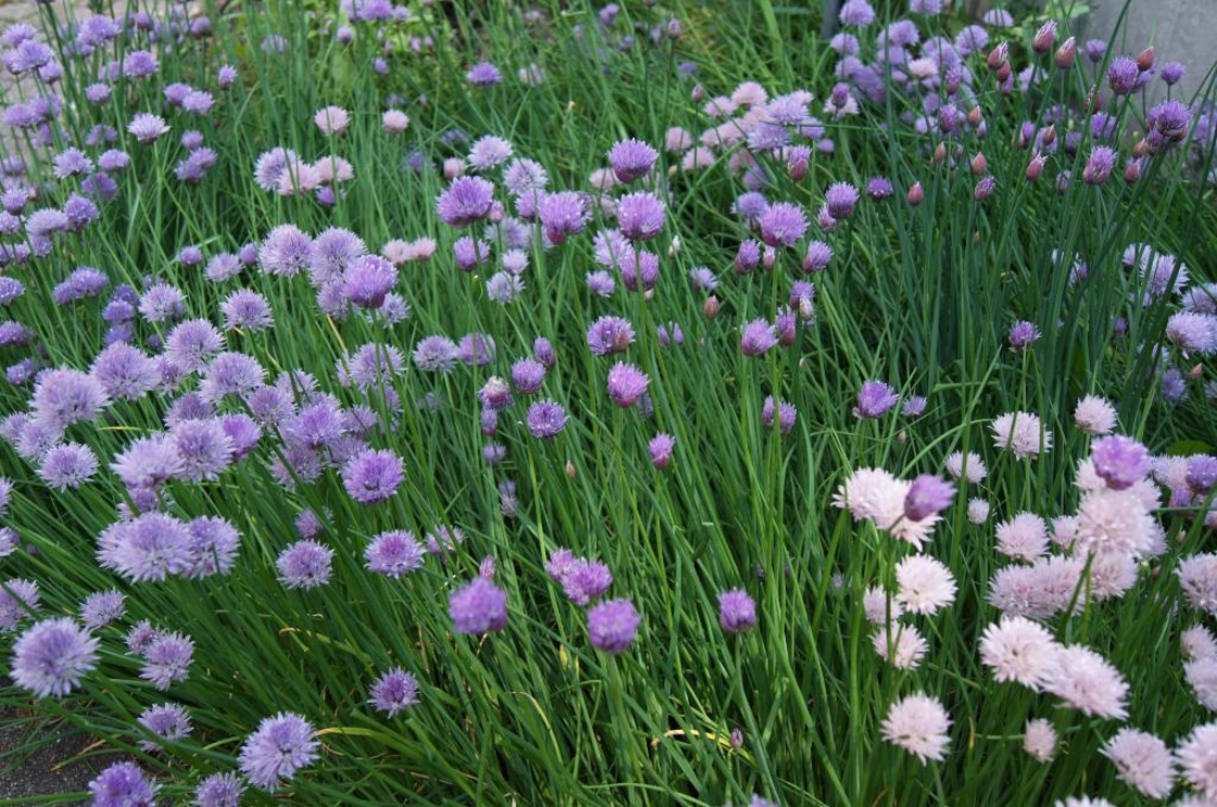 Allium schoenoprasum (Chive), habit, spring