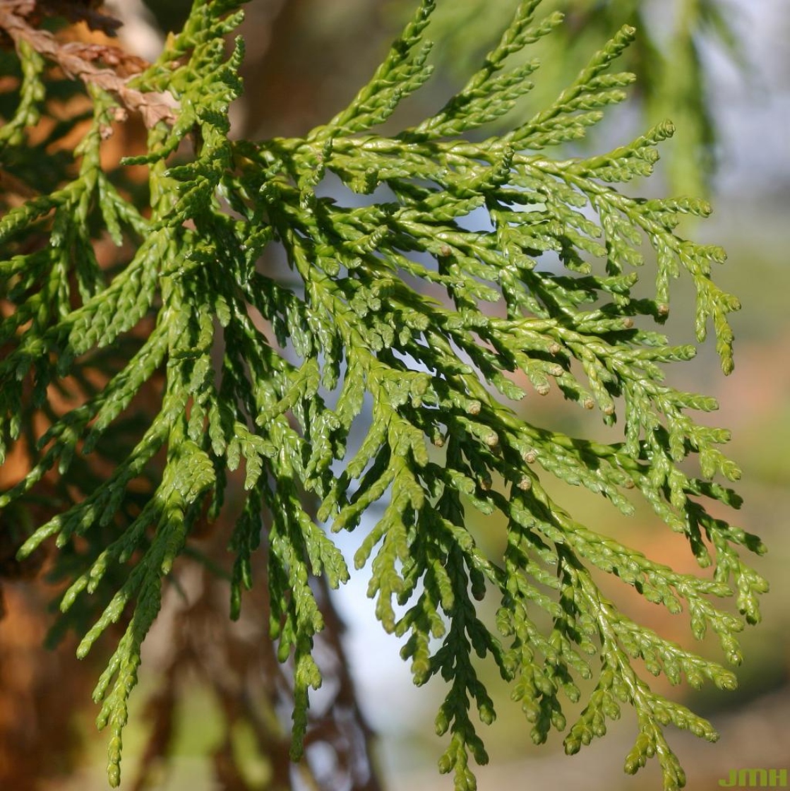 Sawara-cypress | The Morton Arboretum