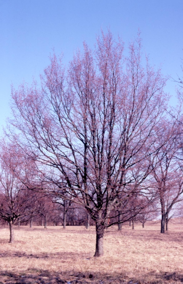 Ostrya virginiana (ironwood)